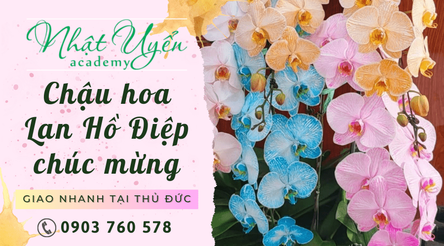 chậu hoa Lan Hồ Điệp chúc mừng